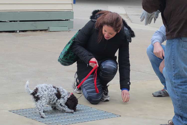 what is puppy kindergarten