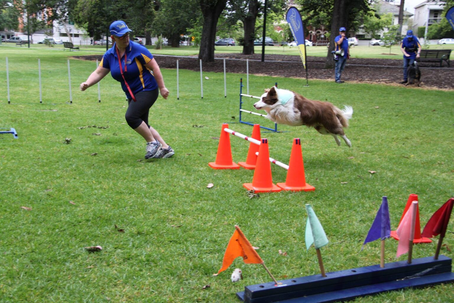 Advanced Obedience Dog Training Command Dog Training School